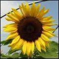 Zonnebloem als symbool levensvreugd